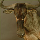 Nyassa Wildebeest #2 Shoulder Mount