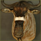 Nyassa Wildebeest #3 Shoulder Mount