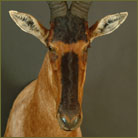 Red Hartebeest #2 Shoulder Mount