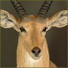 Reedbuck #1 Shoulder Mount