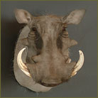 Warthog #6 Shoulder Mount