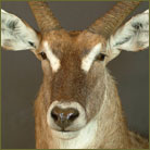 Waterbuck #1 Shoulder Mount