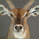 Waterbuck #3 Shoulder Mount