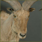 Aoudad Shoulder Mount