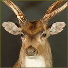 Axis Deer #2 Shoulder Mount