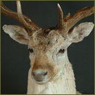 White Fallow Deer #1 Shoulder Mount