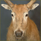 Pere’ Davids Deer #1 Shoulder Mount