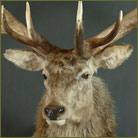 Red Stag #2 (New Zealand) Shoulder Mount