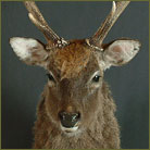 Sika Deer #1 Shoulder Mount