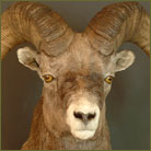 Bighorn Sheep #2 Shoulder Mount