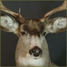 Mule Deer #6 (Alberta) Shoulder Mount