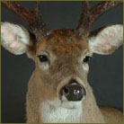 Whitetail Deer #4 Shoulder Mount